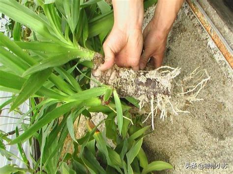 巴西鐵樹種植方法|巴西鐵樹的養殖方法和注意事項有哪些